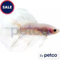 Male Doubletail Betta