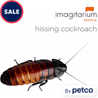 Hissing Cockroach (Gromphadorhina portentosa)