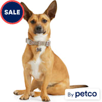 YOULY Multicolored Reflective Dog Collar