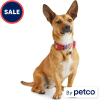 YOULY American Flag Dog Collar
