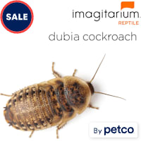 Dubia Cockroaches (Blaptica dubia)