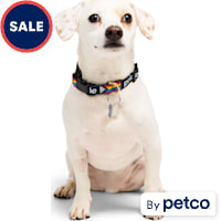 YOULY Pride Progress Flag Dog Collar