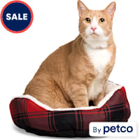 EveryYay Essentials Step-In Cat Bed