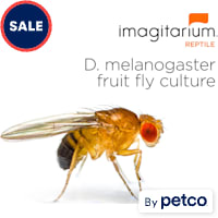 Flightless Fruit Flies - D. melanogaster