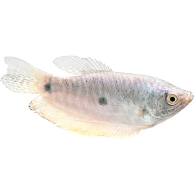 Bottom feeder fish petco best sale