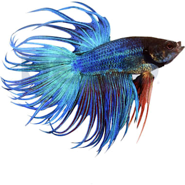 Bottom feeder discount fish petco