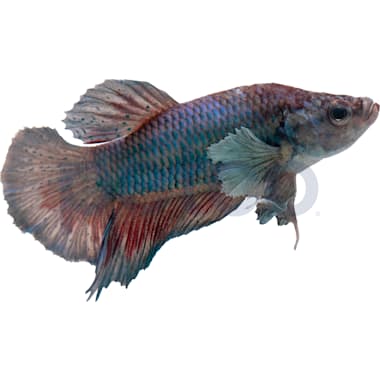 Feeder fish deals petco