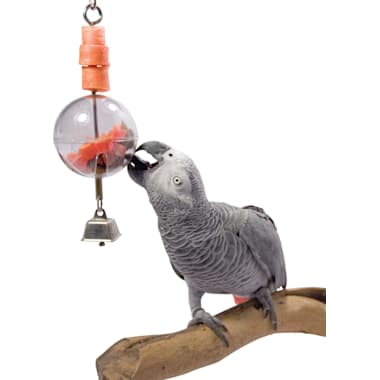 Parakeet toys petco clearance