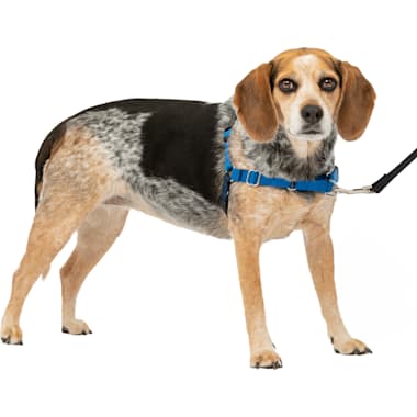 Sensation online harness petco