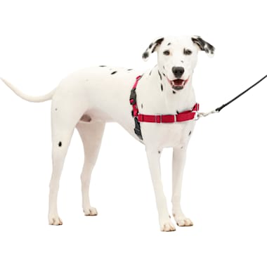 Chew proof 2025 dog harness