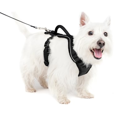 Best dog collars for jack hot sale russells