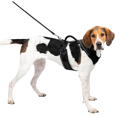 Harness for 2025 older dogs