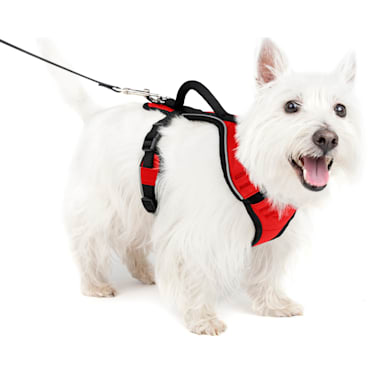 Best dog harness for jack russell discount