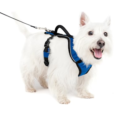 Sensation cheap harness petco
