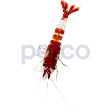 Brine shrimp sale eggs petco