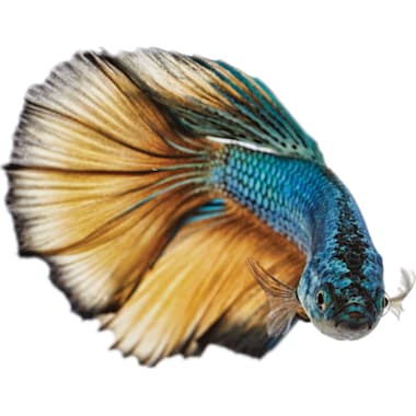 Petco koi betta on sale