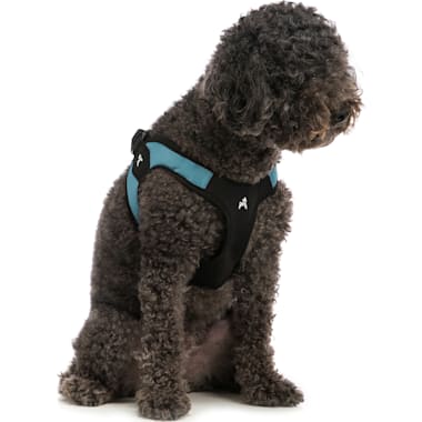 Harness for hot sale growing puppy