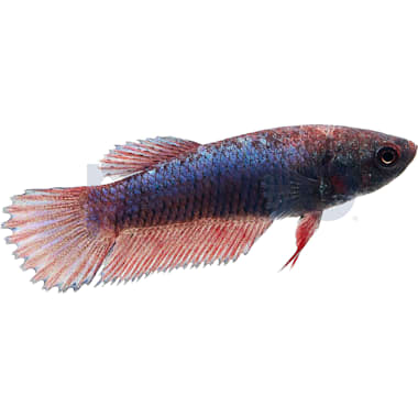 Petco koi betta sales