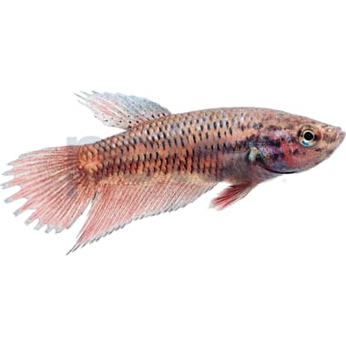 Koi betta sales petco