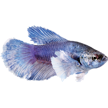 Petco shop koi betta