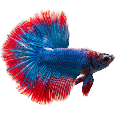 Bottom feeder top fish petco