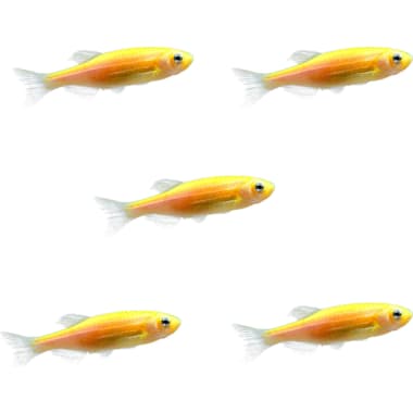 Fluorescent Fish