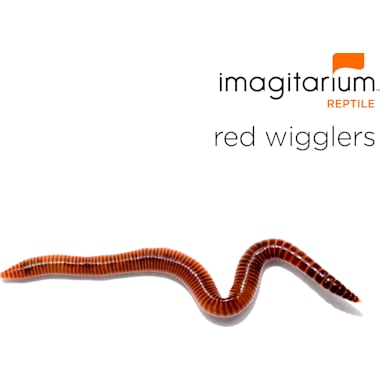 Red Wiggler Trout Worms (24 Pack) – Natural Sports - The Fishing Store