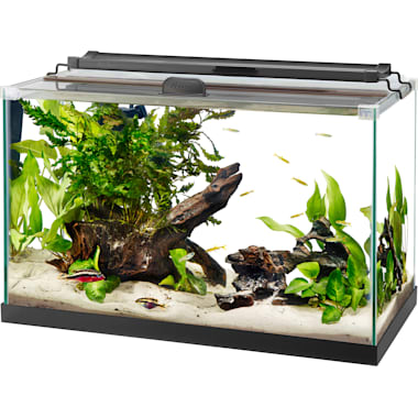 Types of Fish Tanks- Which One is the Best for You - Bunnycart Blog