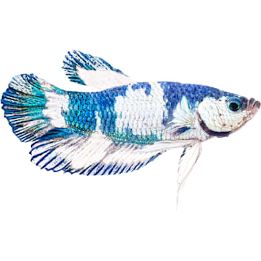 Best Betta Fish of 2024 According to Customers (Updated Daily)