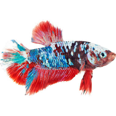 Best Betta Fish of 2024 According to Customers (Updated Daily)