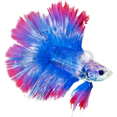 Petco discount koi betta