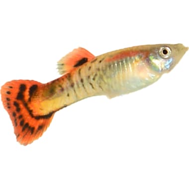Petco guppies sale