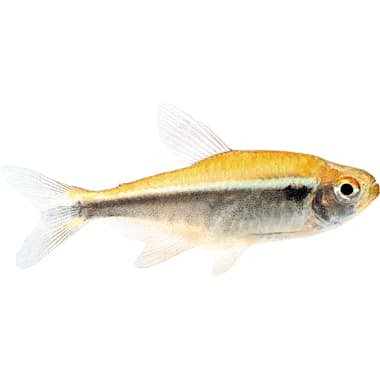 Cardinal tetra petco hot sale