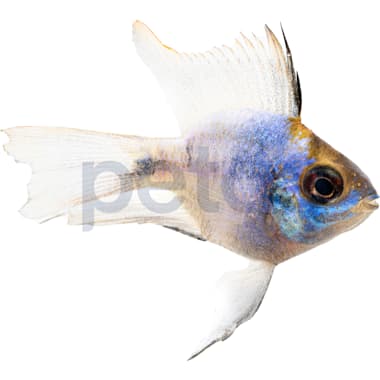 Petco african best sale cichlids