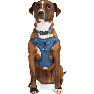 Trixie Premium Nylon H-Harness For Dogs - Orchid