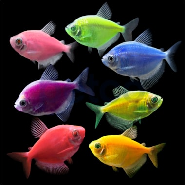 Tetra fish types sales