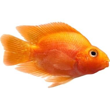 Petco african cichlids shop