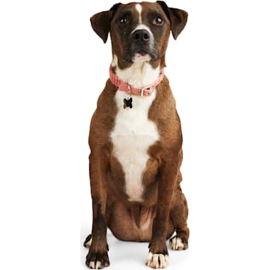 Adaptil hot sale collar petco