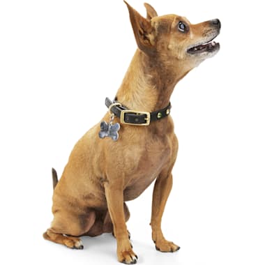Cute dog collars hotsell for small dogs