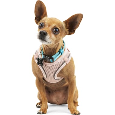 Escape proof dog harness petco outlet