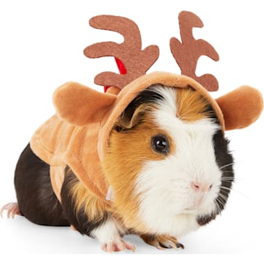 Guinea pig store halloween costumes petco