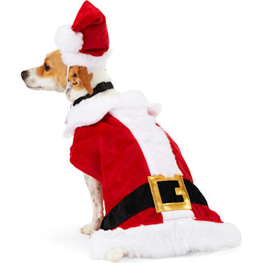 Dog in cheap santa suit