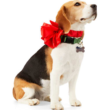 Petco dog on sale christmas outfits