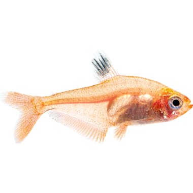 Tetra Fish Species
