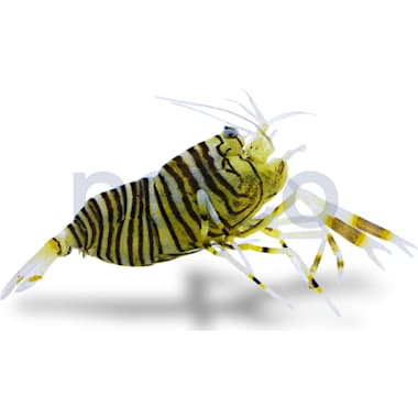 Instant baby brine shrimp petco best sale