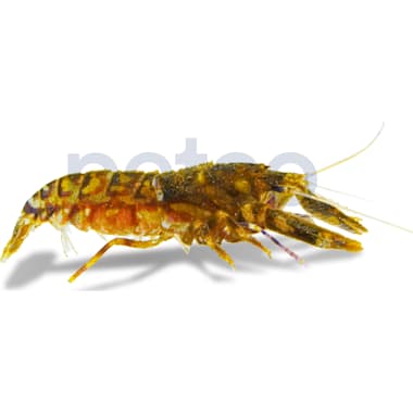 Brine Shrimp For Aquarium Fish Petco