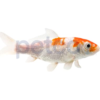 Petco koi sales