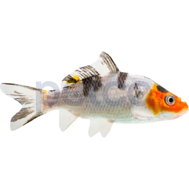 Butterfly koi petsmart hotsell