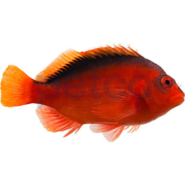 Bottom Feeder Tropical Fish Petco