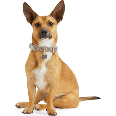 Large male deals dog collars